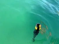 Revolve_Pikhaak_Bootshaak_Haakstok_Uitrolbaar_Drijvend_190cm_al_drijvend